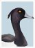 Famose Vögel - Postkartenbuch - Bild 3