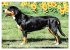 Entlebucher - Temperamentvolle... - Bild 11