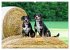 Entlebucher - Temperamentvolle... - Bild 12