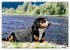 Entlebucher - Temperamentvolle... - Bild 13
