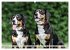 Entlebucher - Temperamentvolle... - Bild 14