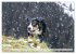 Entlebucher - Temperamentvolle... - Bild 4
