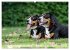 Entlebucher - Temperamentvolle... - Bild 10