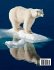 Ocean and Arctic Animals Coloring Book... - Bild 2