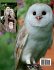 Owl Coloring Book for Kids - Bild 2