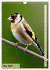 Colourful birds (Wall Calendar 2025 DIN... - Bild 11