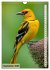 Colourful birds (Wall Calendar 2025 DIN... - Bild 15
