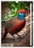 Colourful birds (Wall Calendar 2025 DIN... - Bild 3