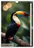 Colourful birds (Wall Calendar 2025 DIN... - Bild 4