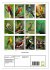 Colourful birds (Wall Calendar 2025 DIN... - Bild 6