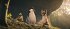 Die Schule Der Magischen Tiere 3 Bd - Bild 2