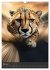 Crazy Safari (Wandkalender 2025 DIN A3... - Bild 11