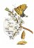 Maria Sibylla Merian - Blüten, Raupen,... - Bild 2