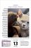 Katzen Tageskalender 2026 - Bild 2