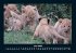 Tiere in der Wildnis 2025 Fotokalender... - Bild 11