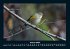 Tiere in der Wildnis 2025 Fotokalender... - Bild 6