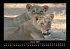 Löwen in der Wildnis 2025 Fotokalender... - Bild 5