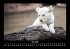 Löwen in der Wildnis 2025 Fotokalender... - Bild 9