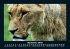 Tiere in der Wildnis 2025 Fotokalender... - Bild 2