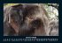 Tiere in der Wildnis 2025 Fotokalender... - Bild 6