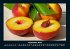 Obstkalender 2025 Fotokalender DIN A4 - Bild 2