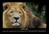 Löwen in der Wildnis 2025 Fotokalender... - Bild 3