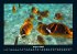 Meereslandschaft 2025 Fotokalender DIN... - Bild 13