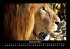 Löwen in der Wildnis 2025 Fotokalender... - Bild 2