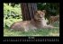 Löwen in der Wildnis 2025 Fotokalender... - Bild 10