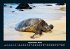Schildkrötenzauber 2025 Fotokalender... - Bild 2