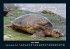 Schildkrötenzauber 2025 Fotokalender... - Bild 11