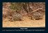 Schildkrötenzauber 2025 Fotokalender... - Bild 13