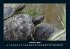 Schildkrötenzauber 2025 Fotokalender... - Bild 7
