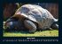 Schildkrötenzauber 2025 Fotokalender... - Bild 8