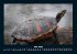 Schildkrötenzauber 2025 Fotokalender... - Bild 10