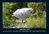 Vogelparadies 2025 Fotokalender DIN A4 - Bild 2