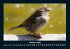 Vogelparadies 2025 Fotokalender DIN A4 - Bild 3