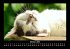 Für Katzenfreunde 2025 Fotokalender... - Bild 3