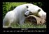 Pinguine & Eisbären 2025 Fotokalender... - Bild 13