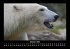 Pinguine & Eisbären 2025 Fotokalender... - Bild 3