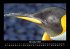 Pinguine & Eisbären 2025 Fotokalender... - Bild 4