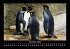Pinguine & Eisbären 2025 Fotokalender... - Bild 5