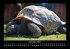 Schildkrötenzauber 2025 Fotokalender... - Bild 5