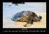 Schildkrötenzauber 2025 Fotokalender... - Bild 9