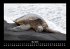 Schildkrötenzauber 2025 Fotokalender... - Bild 10