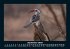 Vögel 2025 Fotokalender DIN A5 - Bild 2