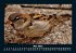 Vögel 2025 Fotokalender DIN A5 - Bild 10