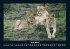 Löwen in der Wildnis 2025 Fotokalender... - Bild 12