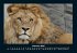 Löwen in der Wildnis 2025 Fotokalender... - Bild 7
