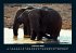 Elefanten - Die sanften Riesen Afrikas... - Bild 7
